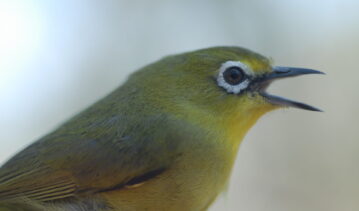 Phylogenomics and biogeography of the White-eye radiation!
