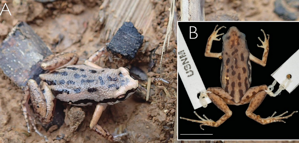 New paper on Myanmar’s frogs!