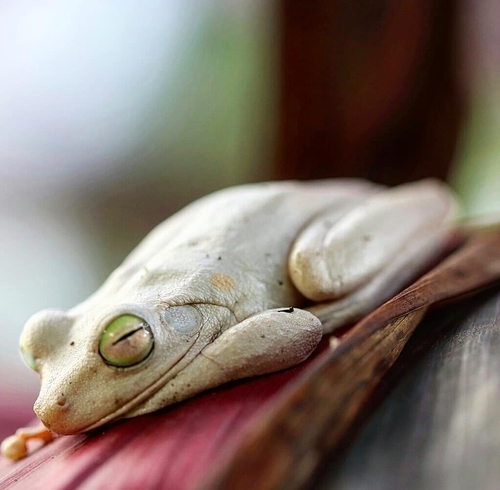New paper on Colombian Gladiator Treefrogs!