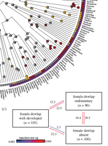 What is happening with female anole dewlaps?